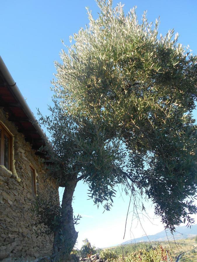 فيلا Casa Da Vinha Em Tabuaco - Douro المظهر الخارجي الصورة